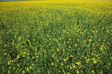 《黑枪神悟空》上架Steam 悟空大闹美军基地救师傅