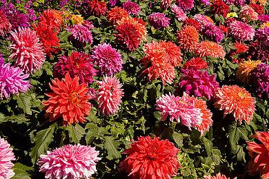 尽管被批评 SE的NFT和区块链计划让股价飙升