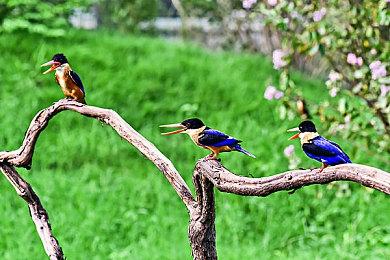 《蓝色反射：帝》美少女角色介绍 可爱又温柔